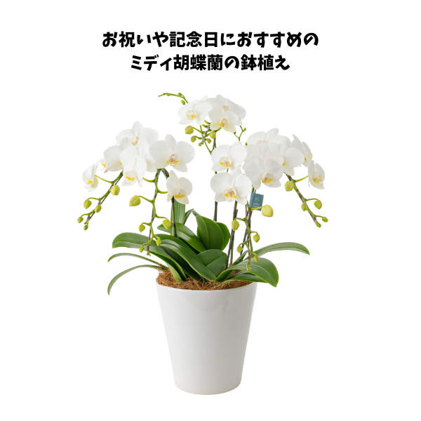 ミディ胡蝶蘭５本立て　白６号鉢