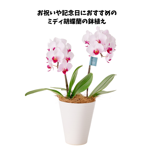 ミディ胡蝶蘭２本立て赤リップ４．５号鉢