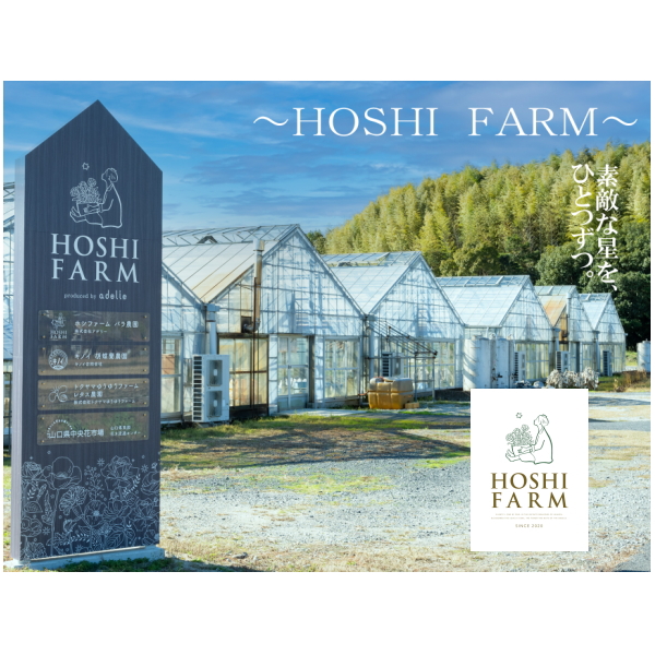 ホシファーム　フリルブーケ　パッション８本＆銀座千疋屋　銀座チョコパウンドケーキ